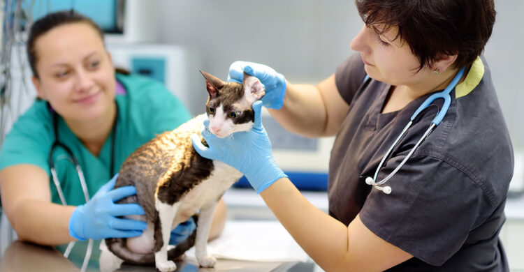 Veterinarians and Cat