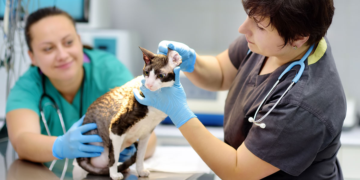 Veterinarians and Cat