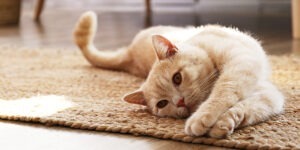 Cat laying down on a rug